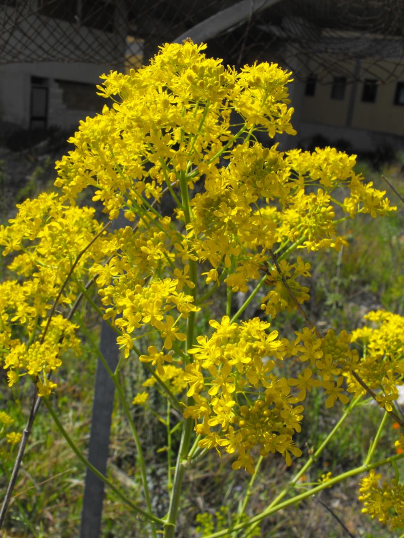 Myagrum perfoliatum